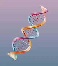 Understanding DNA