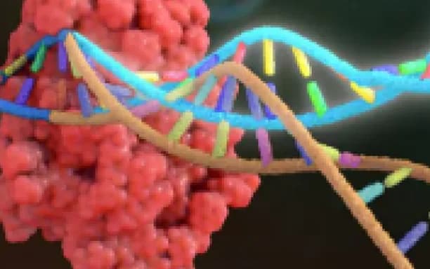 Protein creation in DNA