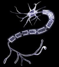 The synapse