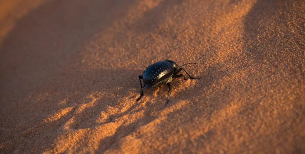 <span>The Beetle</span> That Drinks From The Desert Mist