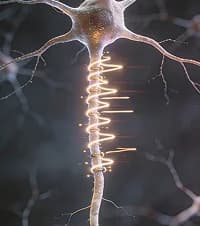 Neuroplasticity