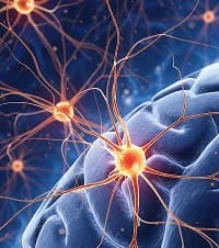 Brain's superhighway